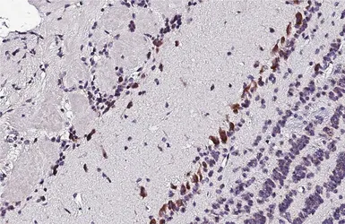 Anti-5-HT2C receptor antibody [HL5352] used in IHC (Paraffin sections) (IHC-P). GTX645830
