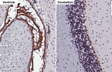 Anti-5-HT2C receptor antibody [HL5352] used in IHC (Paraffin sections) (IHC-P). GTX645830