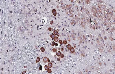 Anti-5-HT2C receptor antibody [HL5352] used in IHC (Paraffin sections) (IHC-P). GTX645830