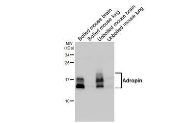 Anti-Adropin antibody [HL5355] used in Western Blot (WB). GTX645833