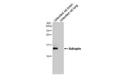 Anti-Adropin antibody [HL5355] used in Western Blot (WB). GTX645833