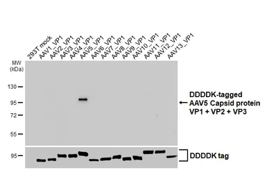 Anti-AAV5 Capsid protein VP1 + VP2 + VP3 antibody [HL5367] used in Western Blot (WB). GTX645845