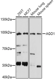 Anti-AGO1 antibody used in Western Blot (WB). GTX64586