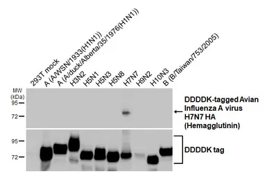 Anti-Avian Influenza A virus H7N7 HA (Hemagglutinin) antibody [HL5377] used in Western Blot (WB). GTX645945