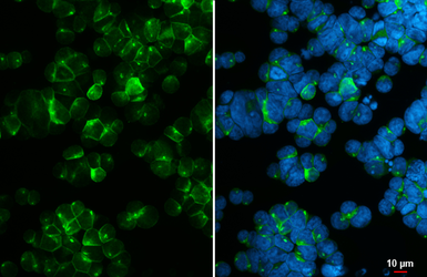 Anti-CD45 antibody [HL5393] used in Immunocytochemistry/ Immunofluorescence (ICC/IF). GTX645961