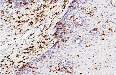 Anti-CD45 antibody [HL5393] used in IHC (Paraffin sections) (IHC-P). GTX645961