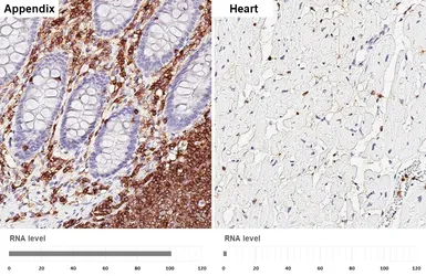 Anti-CD45 antibody [HL5393] used in IHC (Paraffin sections) (IHC-P). GTX645961