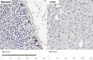Anti-Obestatin antibody [HL5397] used in IHC (Paraffin sections) (IHC-P). GTX645966