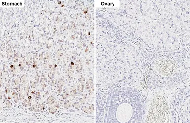 Anti-Obestatin antibody [HL5397] used in IHC (Paraffin sections) (IHC-P). GTX645966