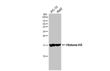Anti-Histone H3 antibody [HL5419] used in Western Blot (WB). GTX645987