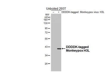 Anti-Mpox virus H3L antibody [HL5423] used in Western Blot (WB). GTX645991