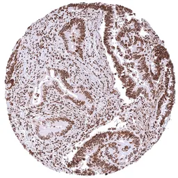 Anti-Lamin B1 antibody [HMV4719] HistoMAX&trade; used in IHC (Paraffin sections) (IHC-P). GTX645999