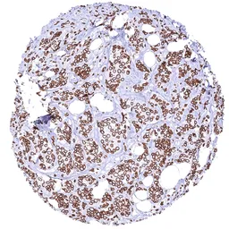 Anti-Lamin B1 antibody [HMV4719] HistoMAX&trade; used in IHC (Paraffin sections) (IHC-P). GTX645999