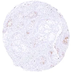 Anti-GABA Transporter 1 / GAT1 antibody [HMV4721] HistoMAX&trade; used in IHC (Paraffin sections) (IHC-P). GTX646001
