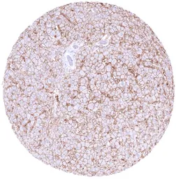 Anti-GABA Transporter 1 / GAT1 antibody [HMV4721] HistoMAX&trade; used in IHC (Paraffin sections) (IHC-P). GTX646001