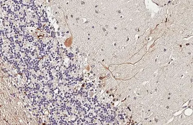Anti-ETNK1 antibody [HL5426] used in IHC (Paraffin sections) (IHC-P). GTX646068