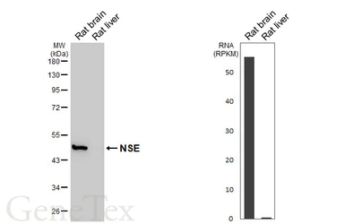 Anti-NSE antibody [HL5436] used in Western Blot (WB). GTX646078