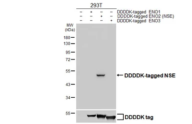 Anti-NSE antibody [HL5436] used in Western Blot (WB). GTX646078