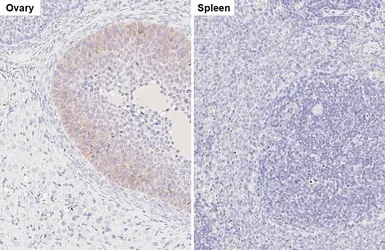 Anti-Inhibin beta A antibody [HL5443] used in IHC (Paraffin sections) (IHC-P). GTX646085