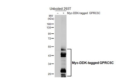 Anti-GPRC5C antibody [HL5446] used in Western Blot (WB). GTX646088