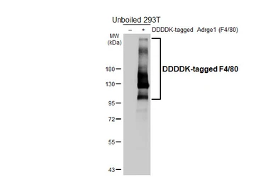 Anti-F4/80 antibody [HL5468] used in Western Blot (WB). GTX646110