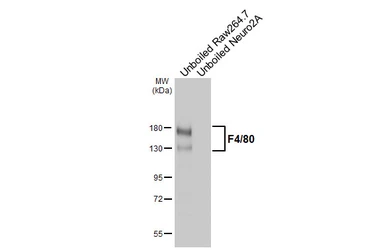 Anti-F4/80 antibody [HL5468] used in Western Blot (WB). GTX646110