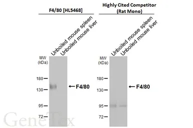 Anti-F4/80 antibody [HL5468] used in Western Blot (WB). GTX646110