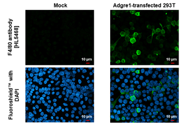 Anti-F4/80 antibody [HL5468] used in Immunocytochemistry/ Immunofluorescence (ICC/IF). GTX646110