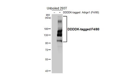Anti-F4/80 antibody [HL5469] used in Western Blot (WB). GTX646111