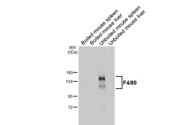Anti-F4/80 antibody [HL5469] used in Western Blot (WB). GTX646111