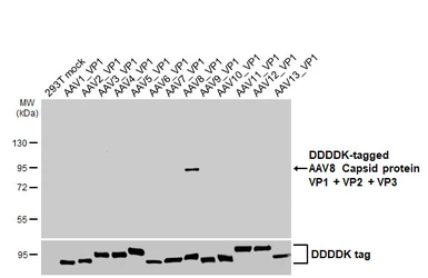 Anti-AAV8 Capsid protein VP1 + VP2 + VP3 antibody [HL5471] used in Western Blot (WB). GTX646113