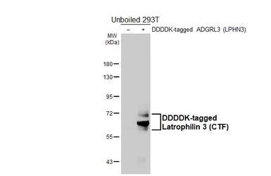 Anti-Latrophilin 3 antibody [HL5478] used in Western Blot (WB). GTX646120