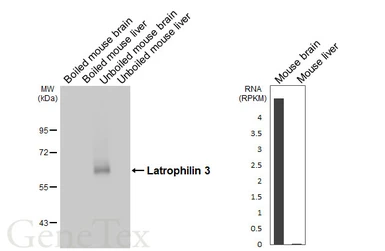 Anti-Latrophilin 3 antibody [HL5478] used in Western Blot (WB). GTX646120