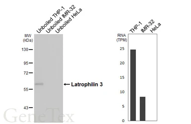 Anti-Latrophilin 3 antibody [HL5478] used in Western Blot (WB). GTX646120