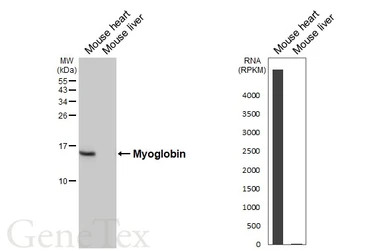 Anti-Myoglobin antibody [HL5479] used in Western Blot (WB). GTX646143