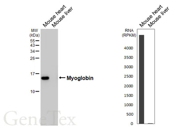 Anti-Myoglobin antibody [HL5480] used in Western Blot (WB). GTX646144