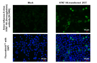 Anti-Avian Influenza A virus H7N7 HA (Hemagglutinin) antibody [HL5486] used in Immunocytochemistry/ Immunofluorescence (ICC/IF). GTX646150