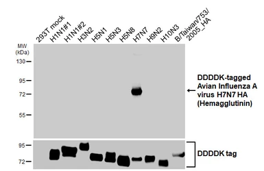 Anti-Avian Influenza A virus H7N7 HA (Hemagglutinin) antibody [HL5486] used in Western Blot (WB). GTX646150