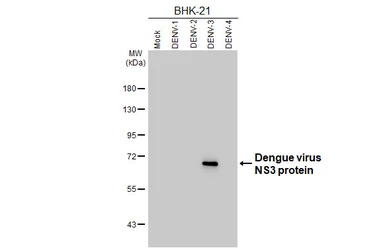 Anti-Dengue virus NS3 protein antibody [HL5510] used in Western Blot (WB). GTX646174