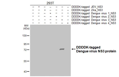 Anti-Dengue virus NS3 protein antibody [HL5510] used in Western Blot (WB). GTX646174