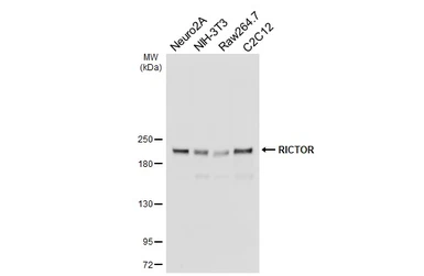 Anti-RICTOR antibody [HL5521] used in Western Blot (WB). GTX646184
