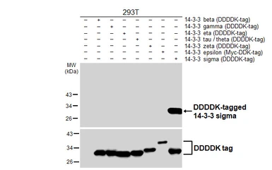 Anti-14-3-3 sigma antibody [HL5525] used in Western Blot (WB). GTX646188