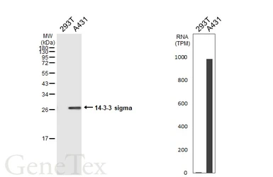 Anti-14-3-3 sigma antibody [HL5525] used in Western Blot (WB). GTX646188