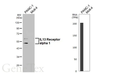 Anti-IL13 Receptor alpha 1 antibody [HL5529] used in Western Blot (WB). GTX646192