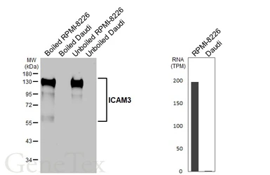 Anti-ICAM3 antibody [HL5530] used in Western Blot (WB). GTX646193
