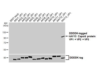 Anti-AAV13 Capsid protein VP1 + VP2 + VP3 antibody [HL5535] used in Western Blot (WB). GTX646198