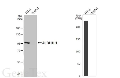Anti-ALDH1L1 antibody [HL5536] used in Western Blot (WB). GTX646210