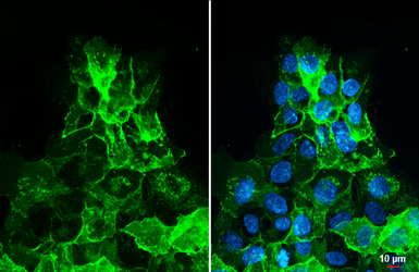 Anti-Claudin 1 antibody [HL5537] used in Immunocytochemistry/ Immunofluorescence (ICC/IF). GTX646211