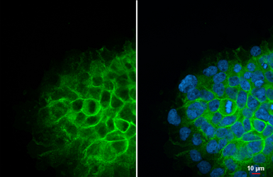 Anti-Claudin 1 antibody [HL5537] used in Immunocytochemistry/ Immunofluorescence (ICC/IF). GTX646211