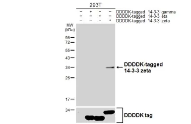 Anti-14-3-3 zeta antibody [HL5544] used in Western Blot (WB). GTX646218
